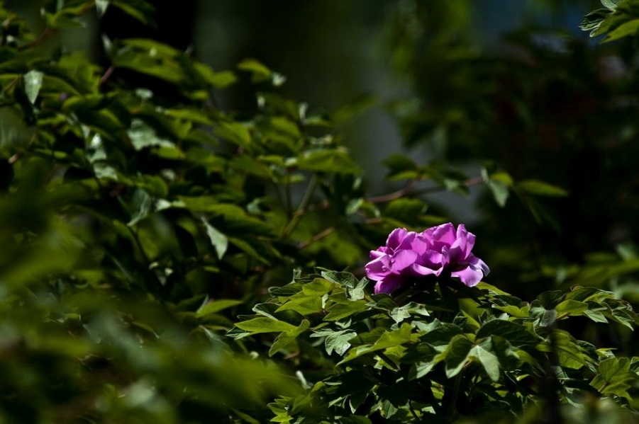 DSC_4551_调整大小.jpg