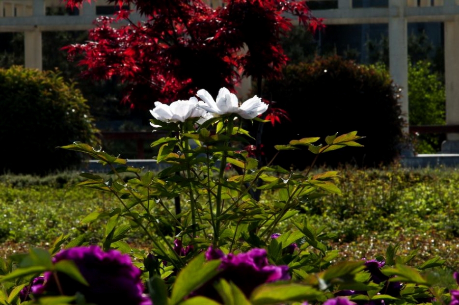 DSC_4605_调整大小.jpg