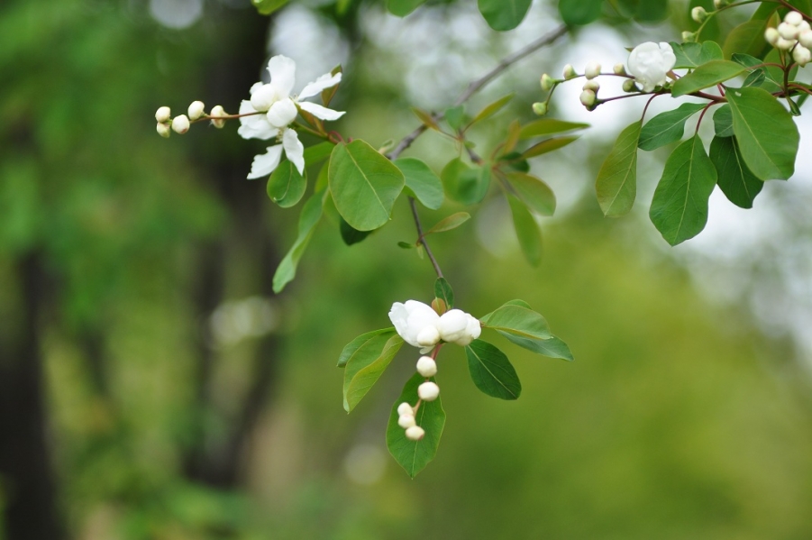 DSC_0040.JPG