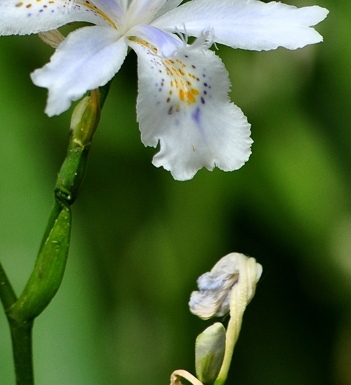 DSC_0047a.jpg