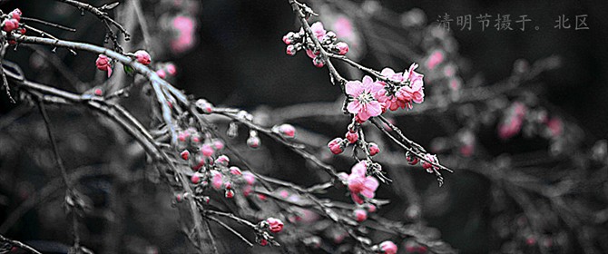 北区的花儿.jpg