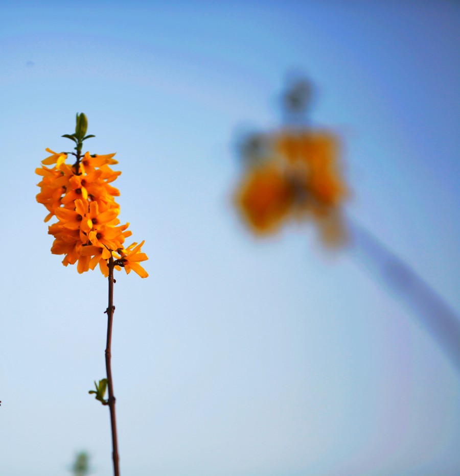 IMG_0350_conew1.jpg