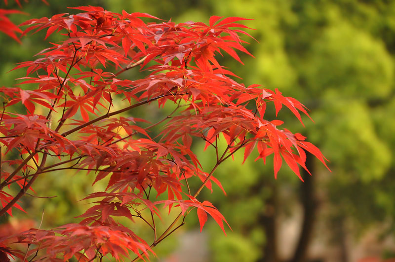 DSC_8800 复制.jpg