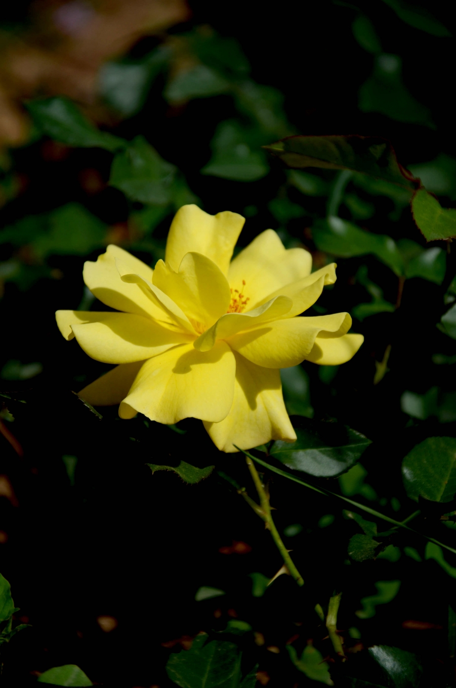 LYX_2804.JPG