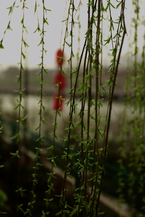 IMG_8060 拷贝.JPG