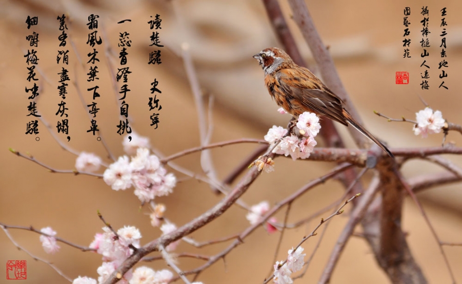 辽梅的梅花