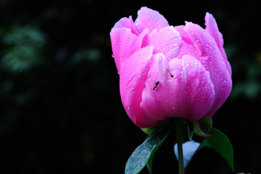 DSC_0002.jpg