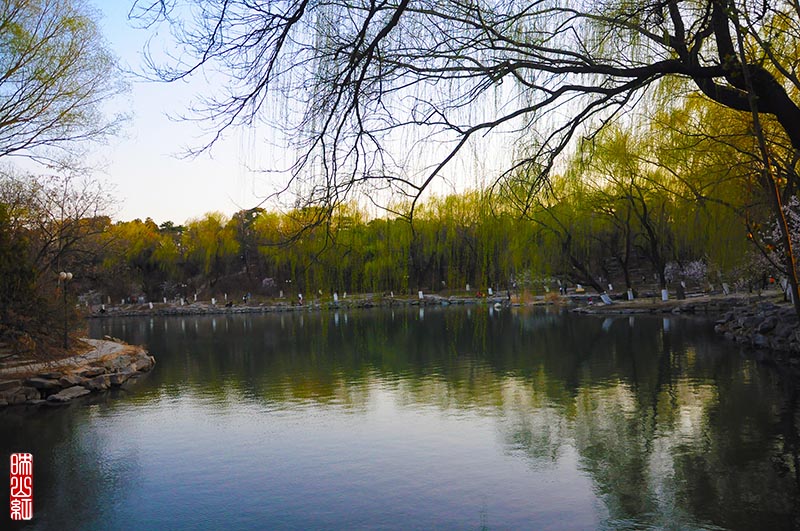 春色未名湖.jpg