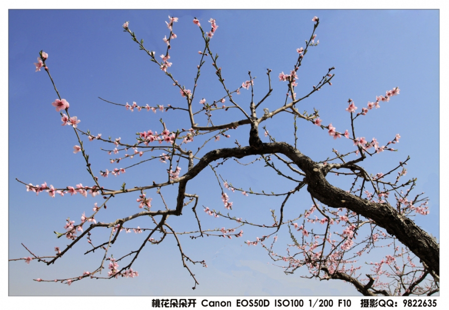 桃花朵朵开.jpg