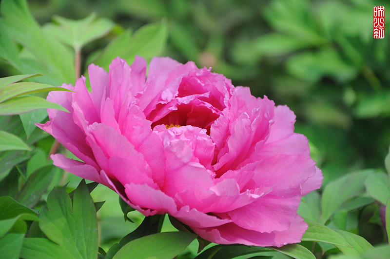 DSC_9696.jpg