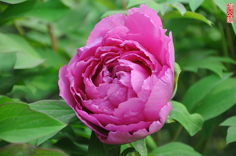 DSC_9701.jpg