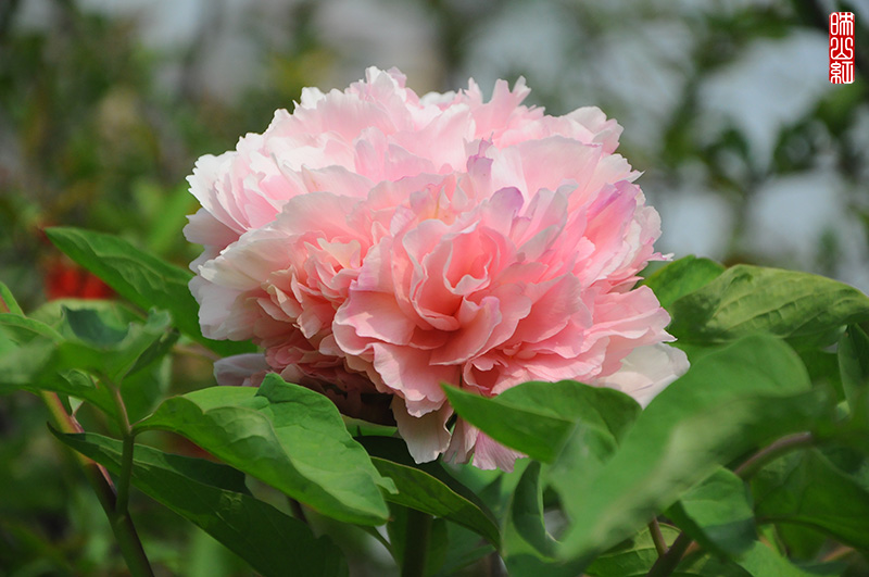 DSC_9708.jpg