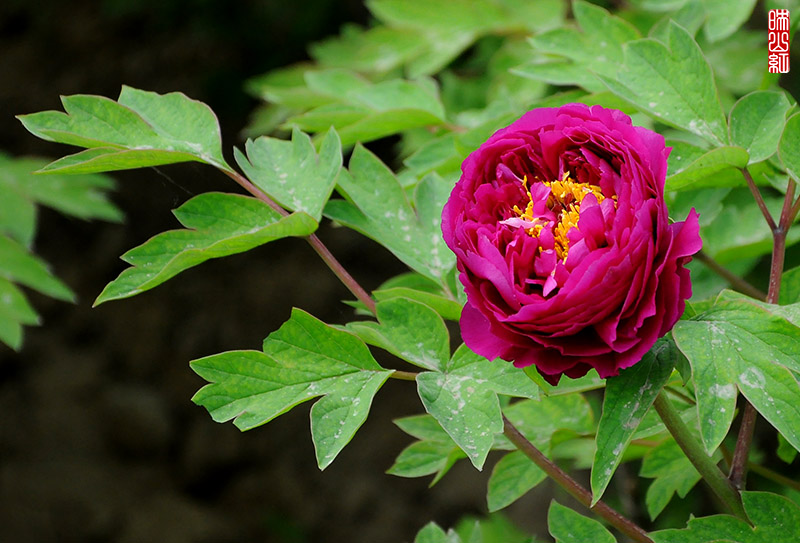 DSC_9730.jpg