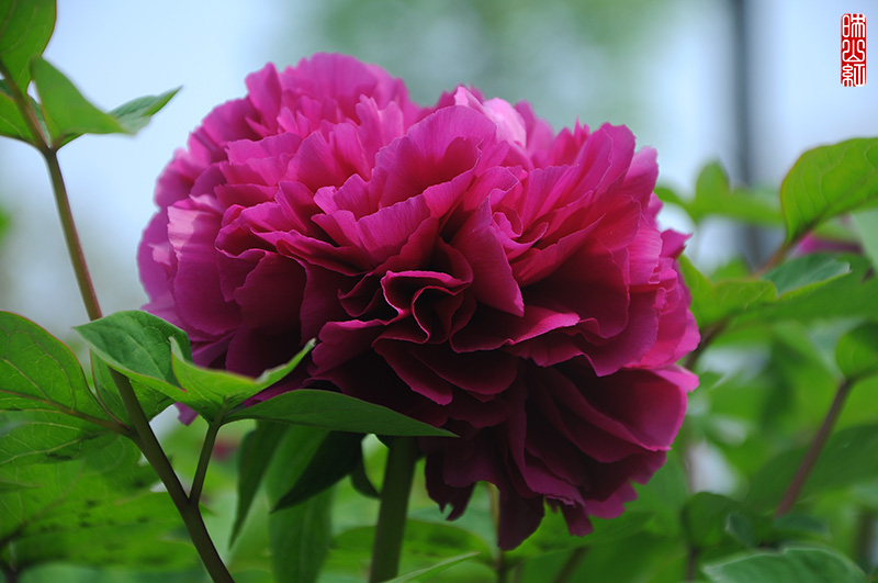 DSC_9761.jpg