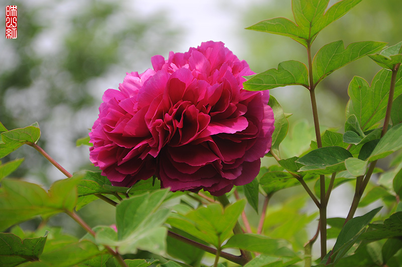 DSC_9764.jpg