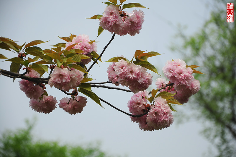 DSC_9766.jpg