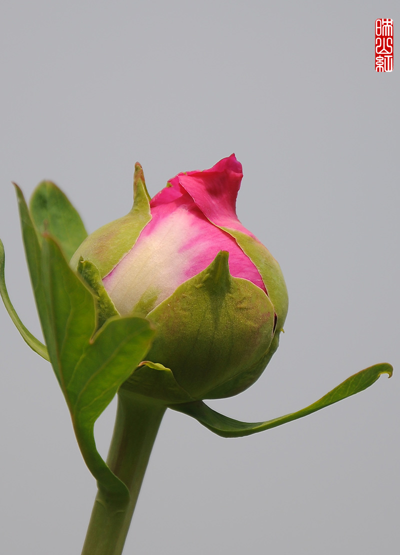 DSC_9784.jpg