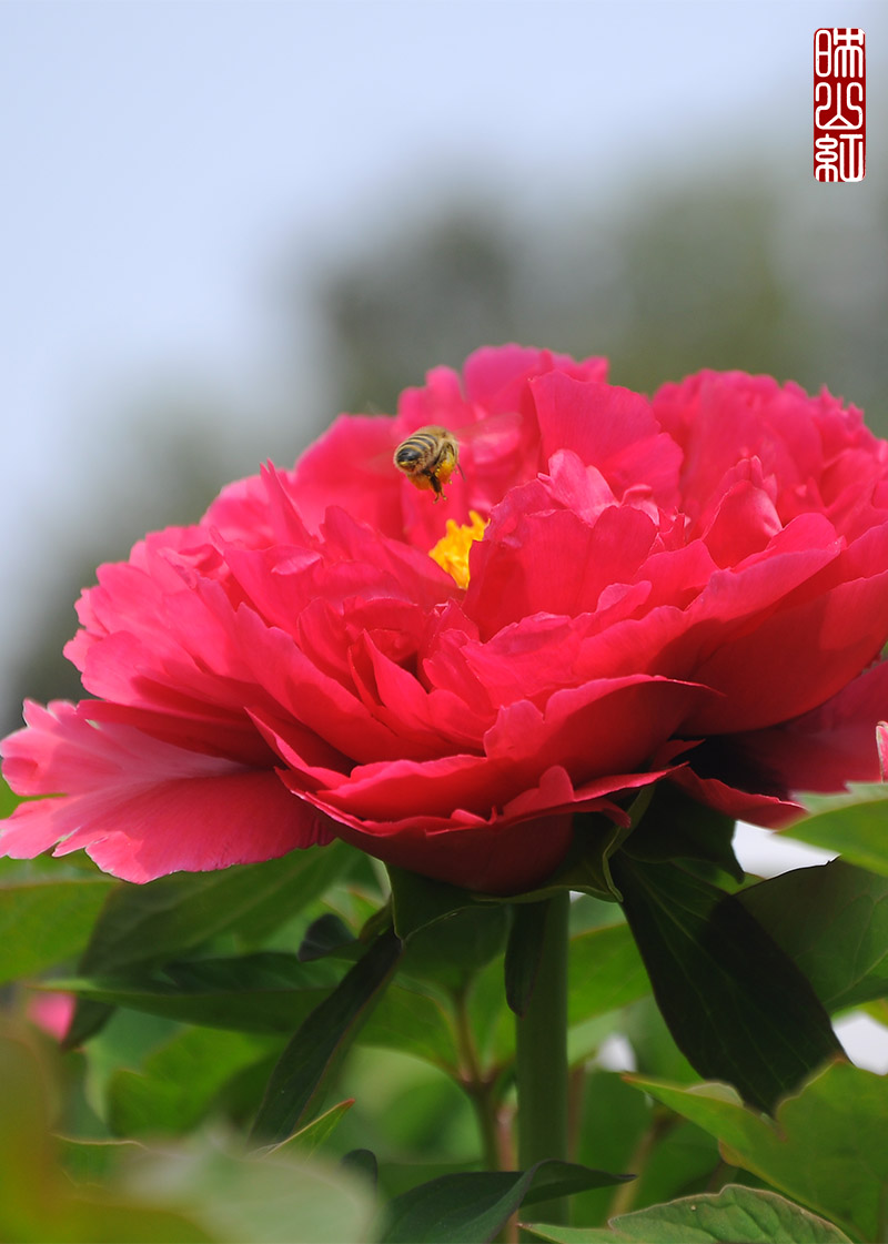 DSC_9789.jpg