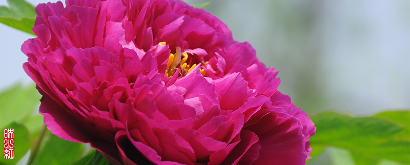 DSC_9818.jpg