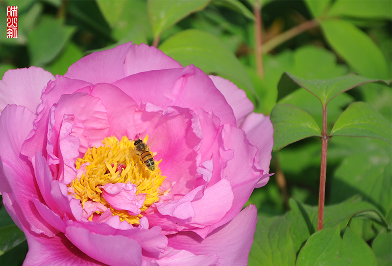DSC_9905.jpg
