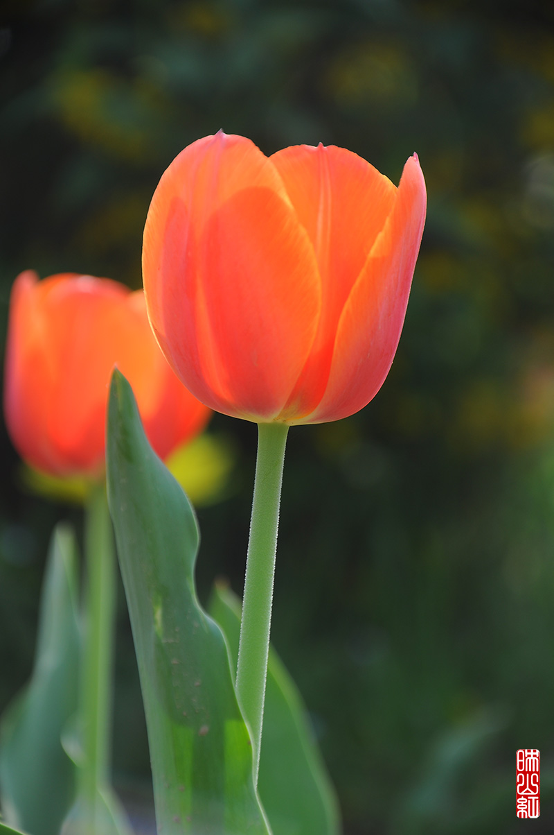 DSC_9918.jpg
