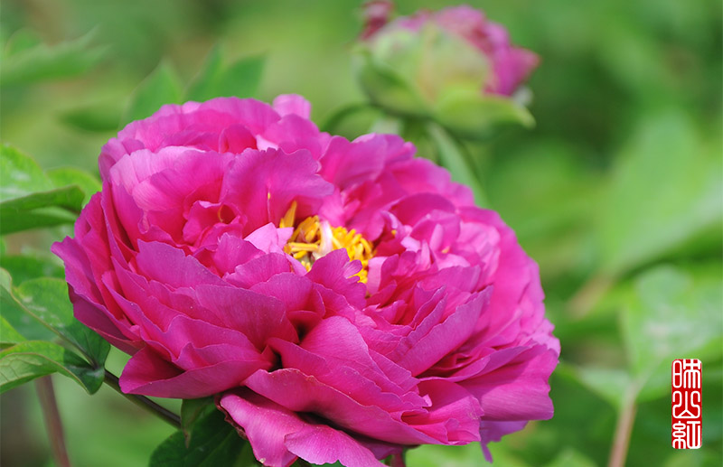 DSC_9985.jpg