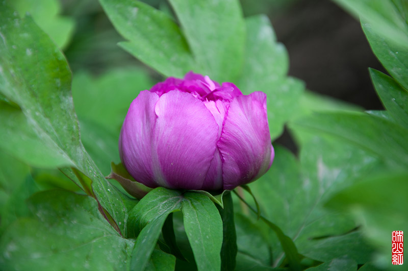 DSC_0475.jpg