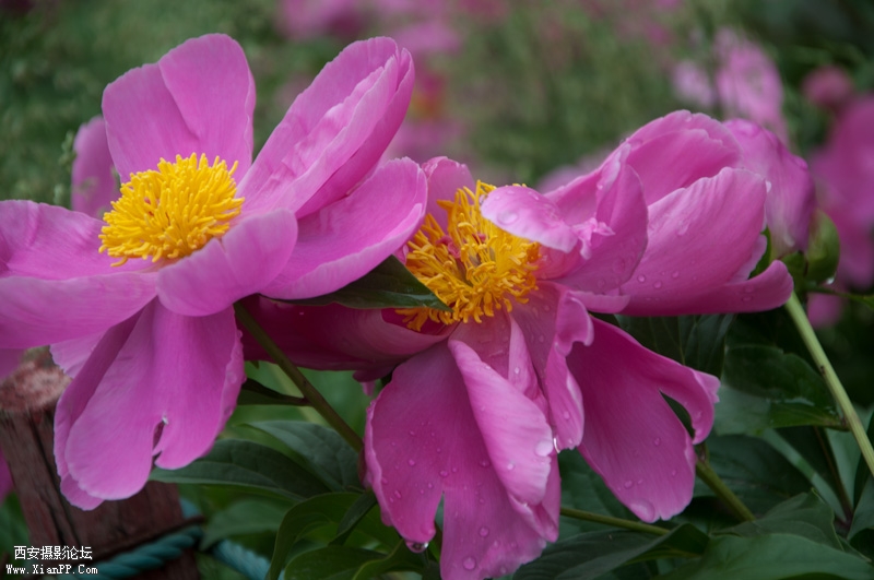 DSC_1380.jpg
