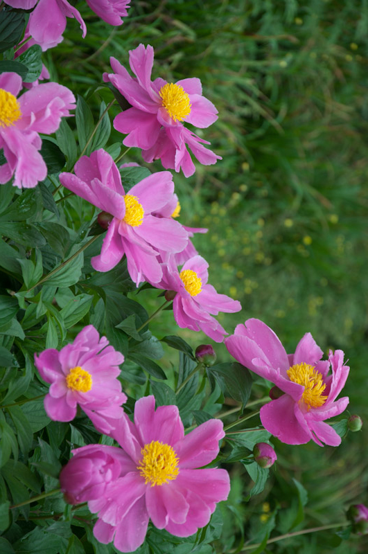 DSC_1338.jpg