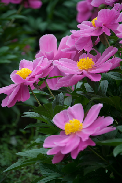 DSC_1340.jpg