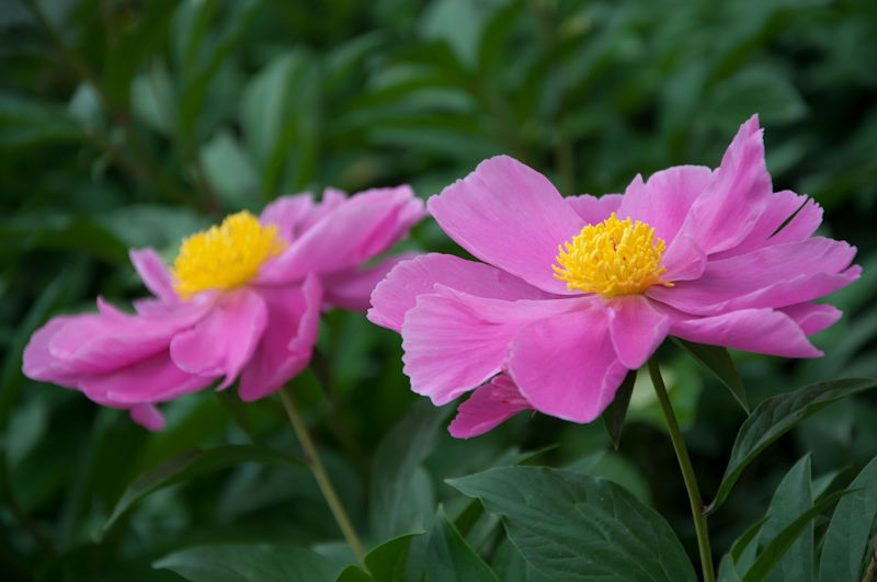 DSC_1341.jpg