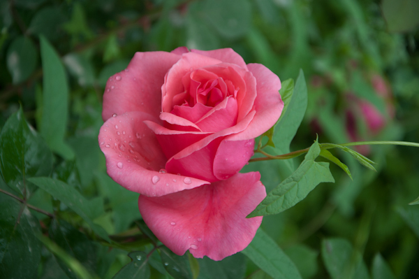 DSC_1347.jpg