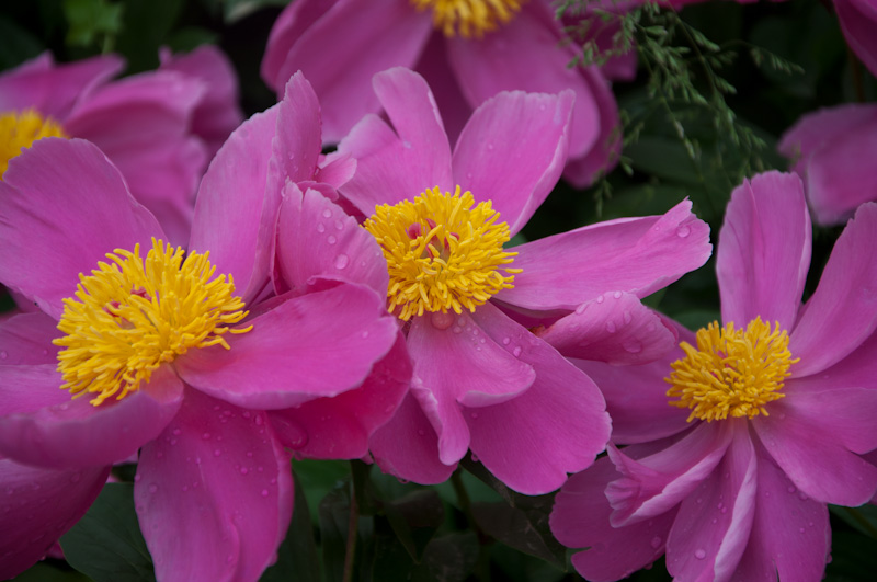 DSC_1377.jpg