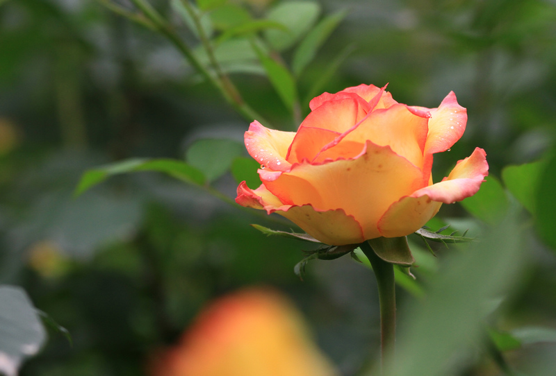 玫瑰花 017.jpg