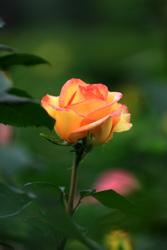 玫瑰花 070.jpg