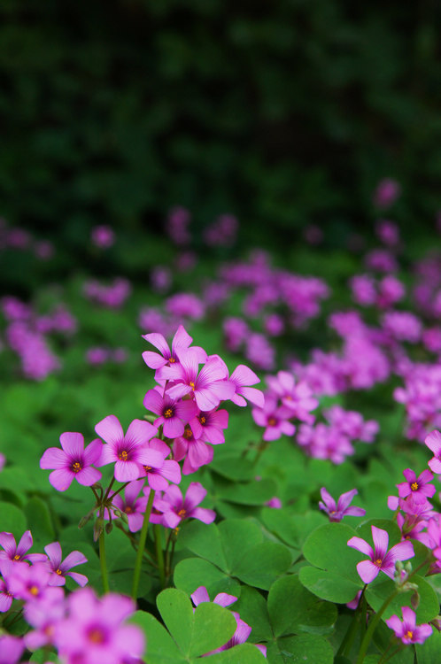 DSC08755.jpg