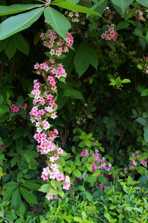 DSC08686.jpg