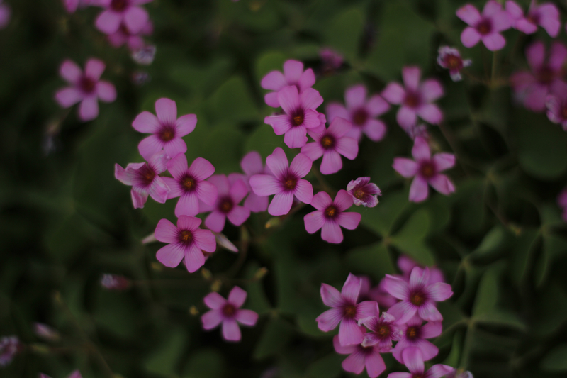 _MG_5856.jpg