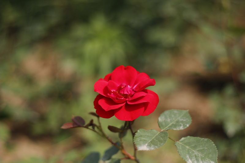 _MG_5928.jpg