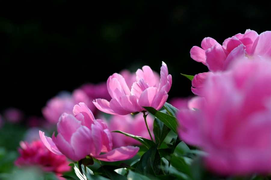 DSC_0565.JPG