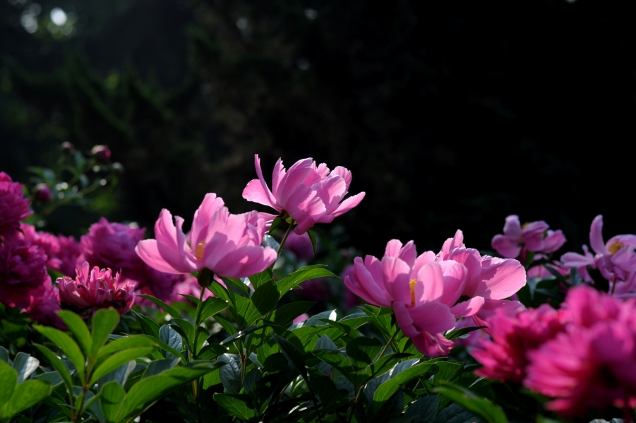 DSC_0599.JPG