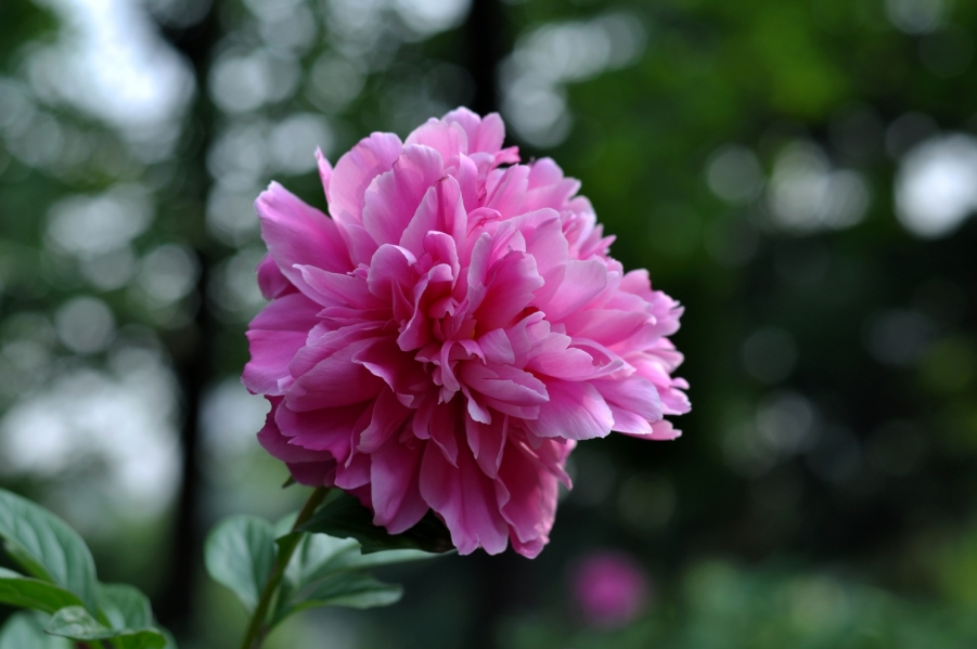 DSC_0641.JPG