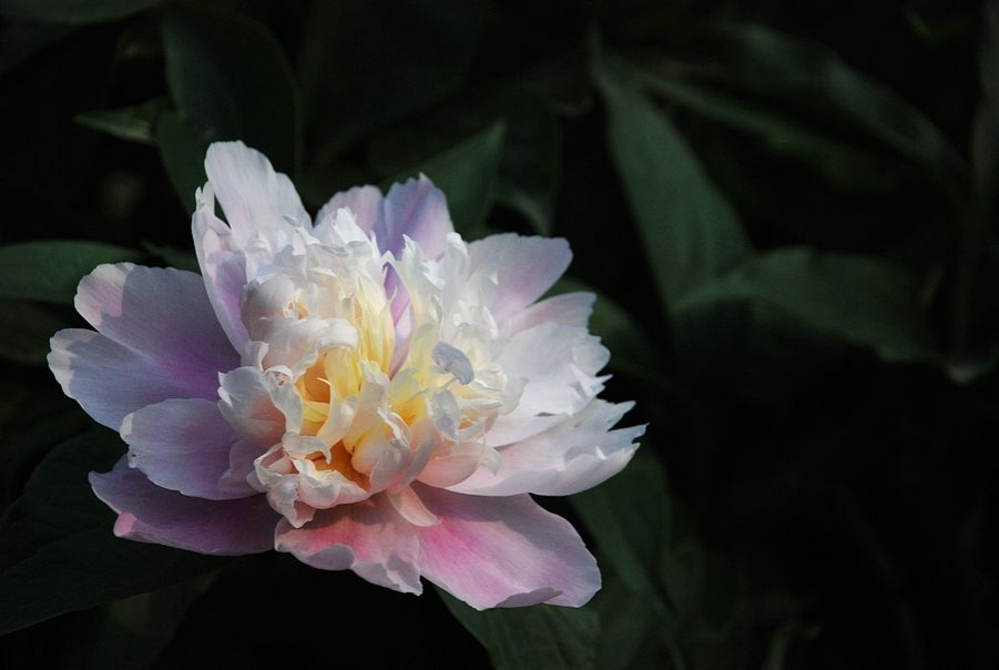 DSC_0441.JPG