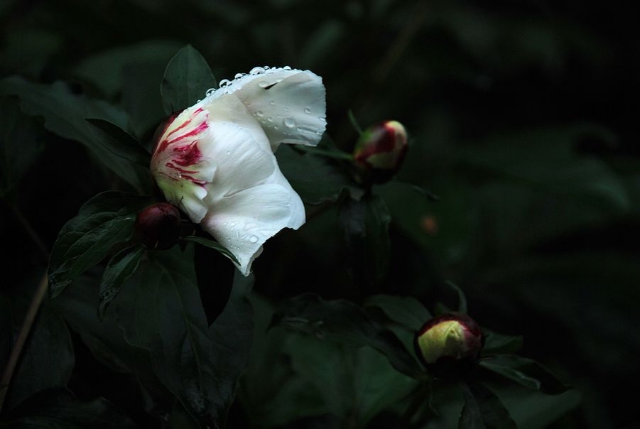 DSC_0352.JPG
