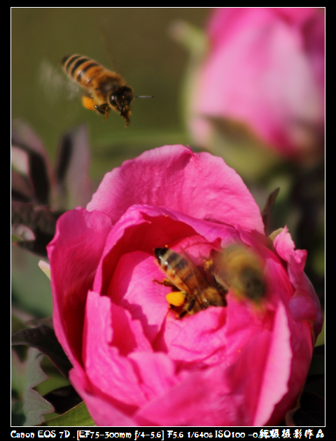 IMG_4189空中芭蕾.JPG