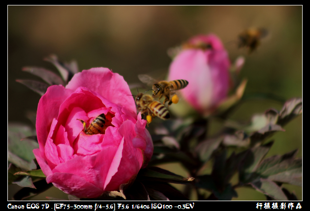IMG_4203空中芭蕾.JPG