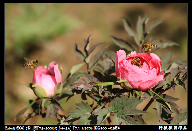 IMG_4218空中芭蕾.JPG