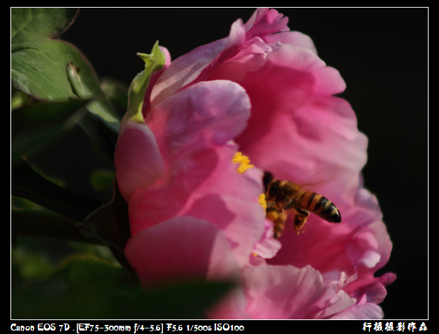 IMG_4280空中芭蕾.JPG