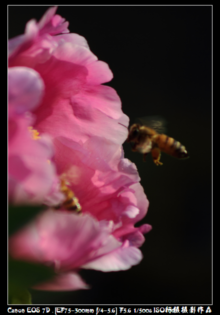 IMG_4286空中芭蕾.JPG