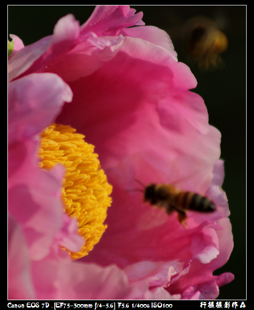 IMG_4294空中芭蕾.JPG